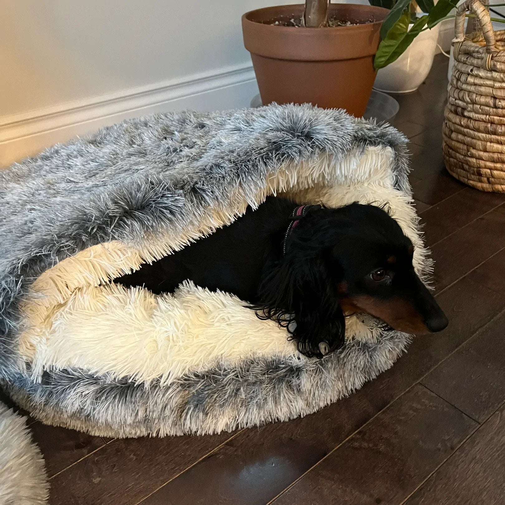 Elara Haus Dog Bed - Plush Half-Covered Sanctuary for Cats and Dogs 1