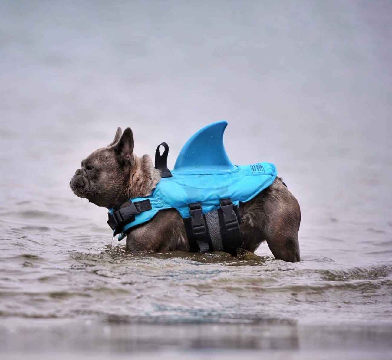 Shark Life Vest V2 (CS02) 7