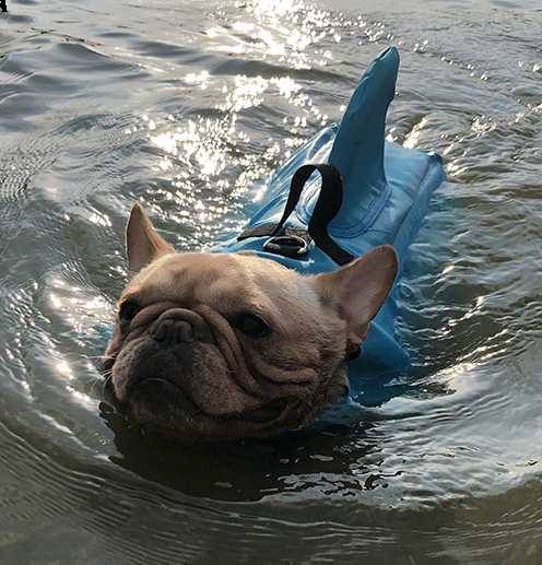 Shark Life Vest V2 (CS02) 3