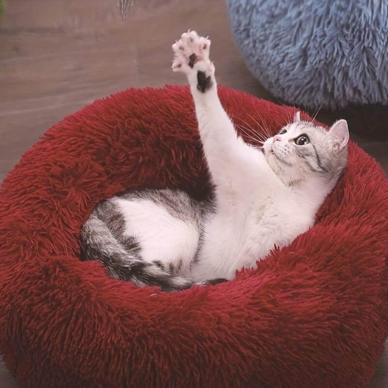 Anxiety Relieving Cat Bed That Helps Cats Stay Calm And Sleep Peacefully